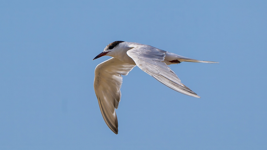 Common Tern